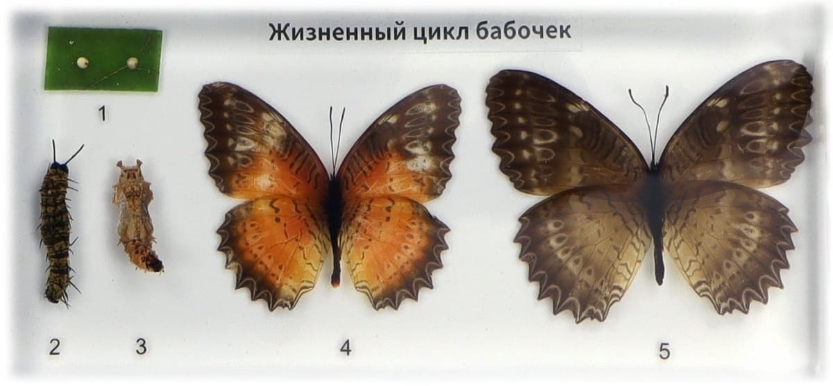 Изучение прорастания арахиса