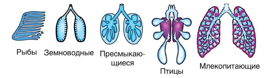 Изучение способов дыхания у животных