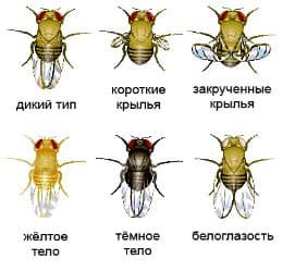 Анализ мутаций у дрозофилы на готовых микропрепаратах