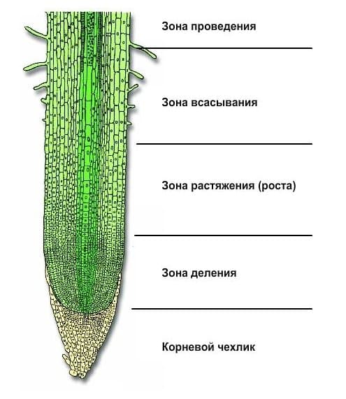 Наблюдение за ростом корня