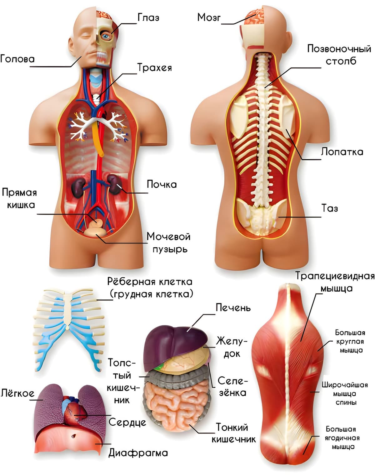 Сборная модель «Торс человека»
